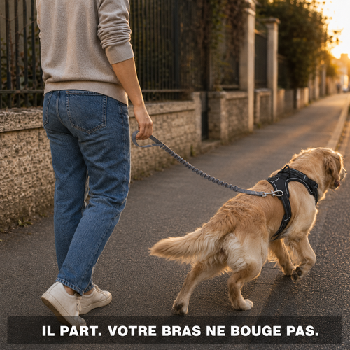 Le chien démarre, la section élastique s'étire et le bras de la maîtresse reste le long du corps